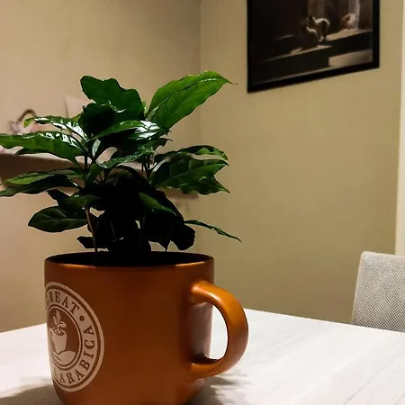 לינה וארוחת בוקר Ament's סירקוזה